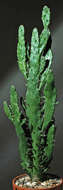 Image of Common Pricklypear