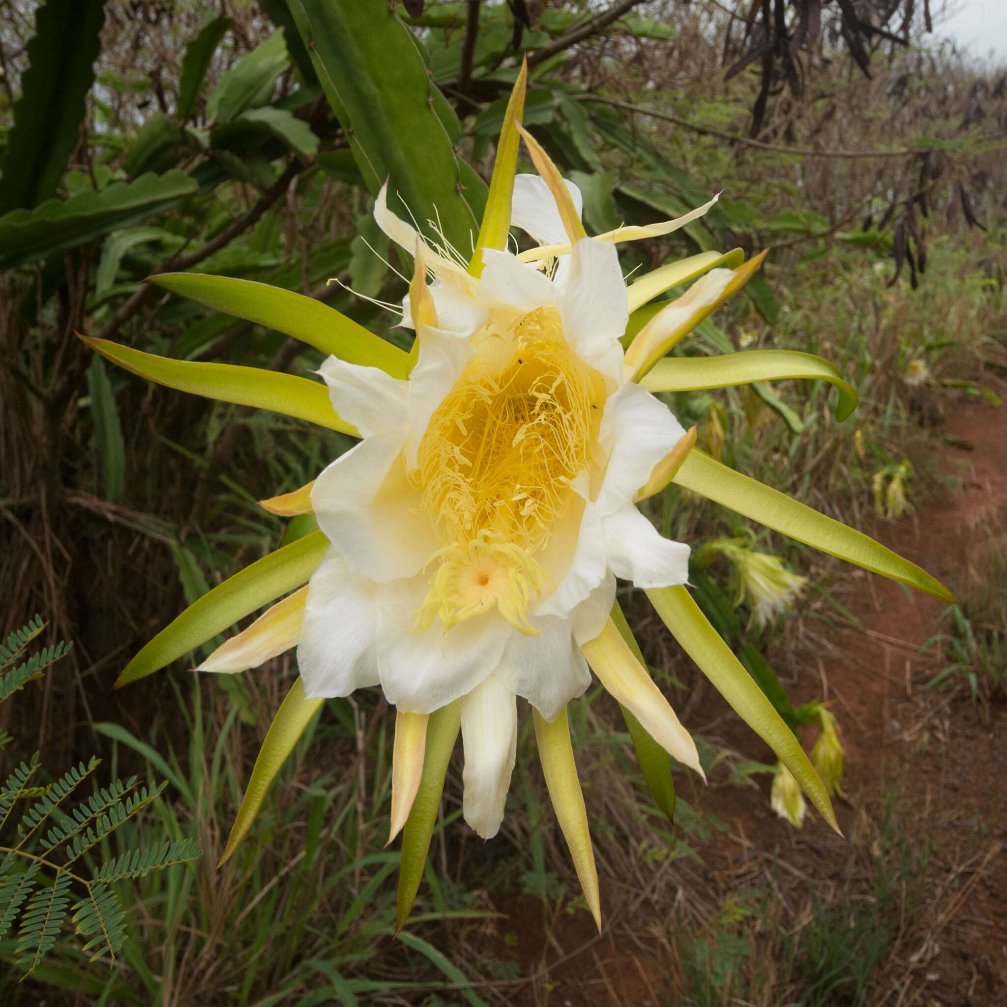 Selenicereus undatus (Haw.) D. R. Hunt resmi