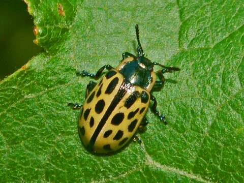 Image of Chrysomela vigintipunctata