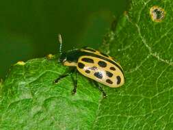 Image of Chrysomela vigintipunctata