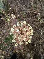 Image of Asclepias otarioides E. Fourn.