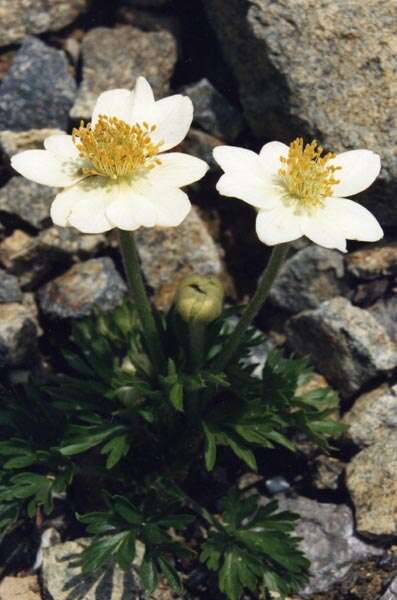 Image of Pacific anemone