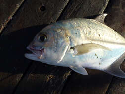 Image of Bluespotted trevally