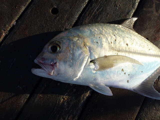 Image of Bluespotted trevally