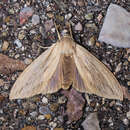 Слика од Leucanopsis lurida Edwards 1887