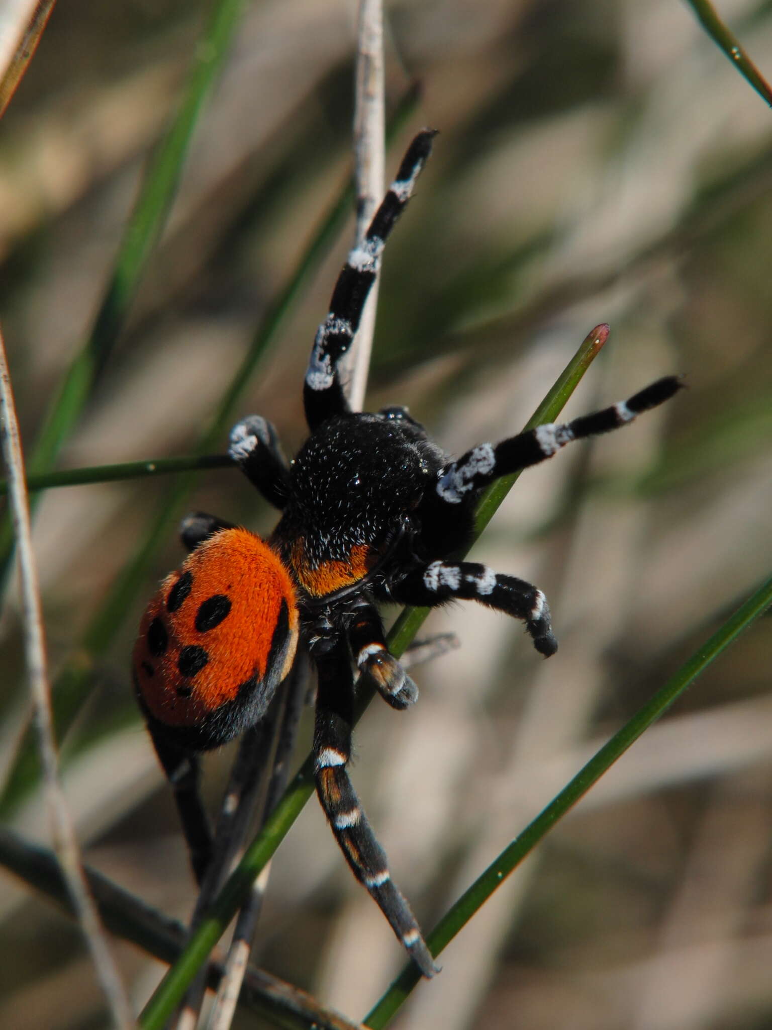 Image of Ladybird spider