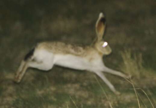 Image of White-sided Jackrabbit