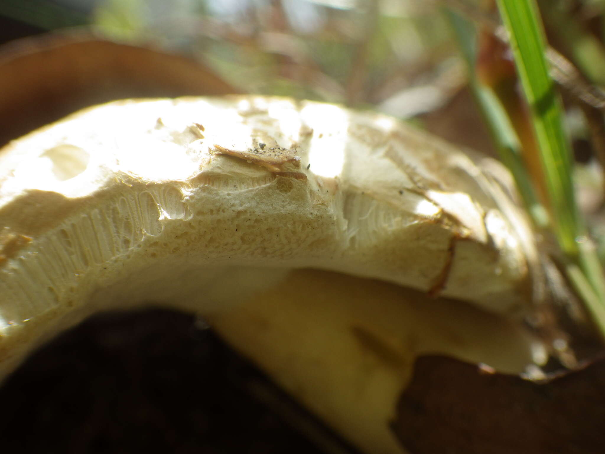 Image of Boletus austroedulis Halling & N. A. Fechner 2014