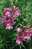 Plancia ëd Antirrhinum majus L.