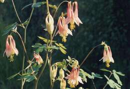 Image of red columbine