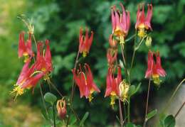 Aquilegia elegantula Greene的圖片