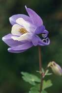 Image of fan columbine