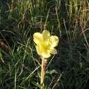 Oenothera affinis Camb. resmi