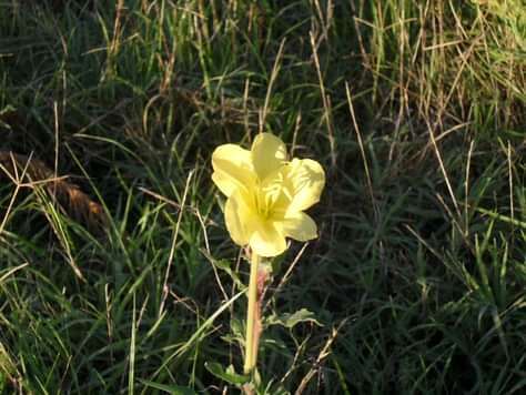 Image of longflower evening primrose