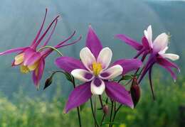 Image of western columbine