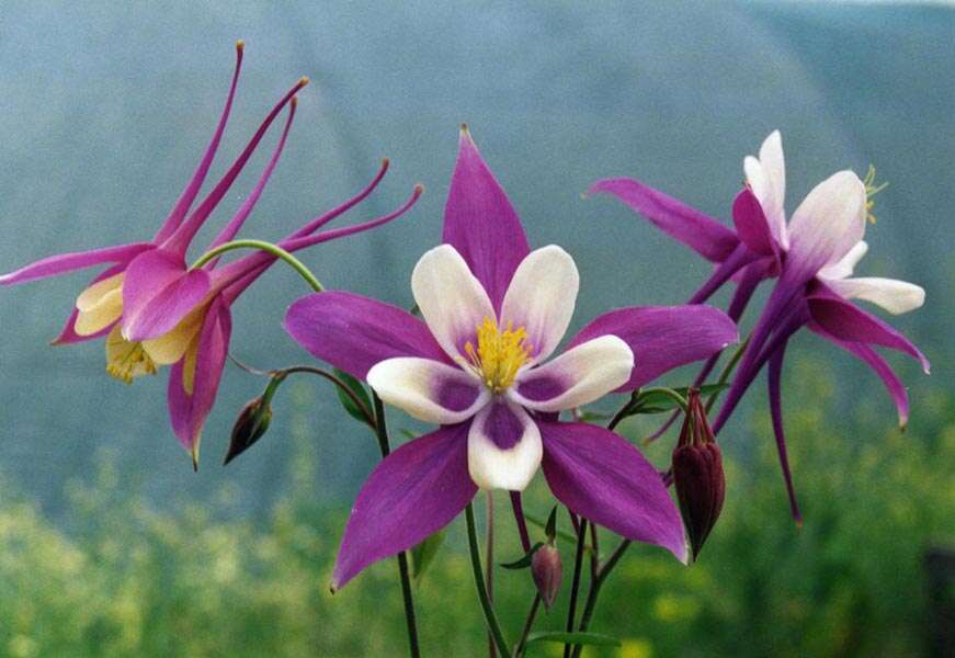 Image of western columbine