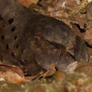 Image of Ocellated Poorwill