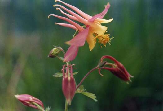 Image of western columbine