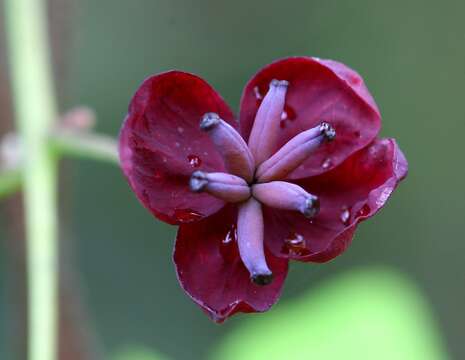 Image of Akebia trifoliata (Thunb.) Koidz.