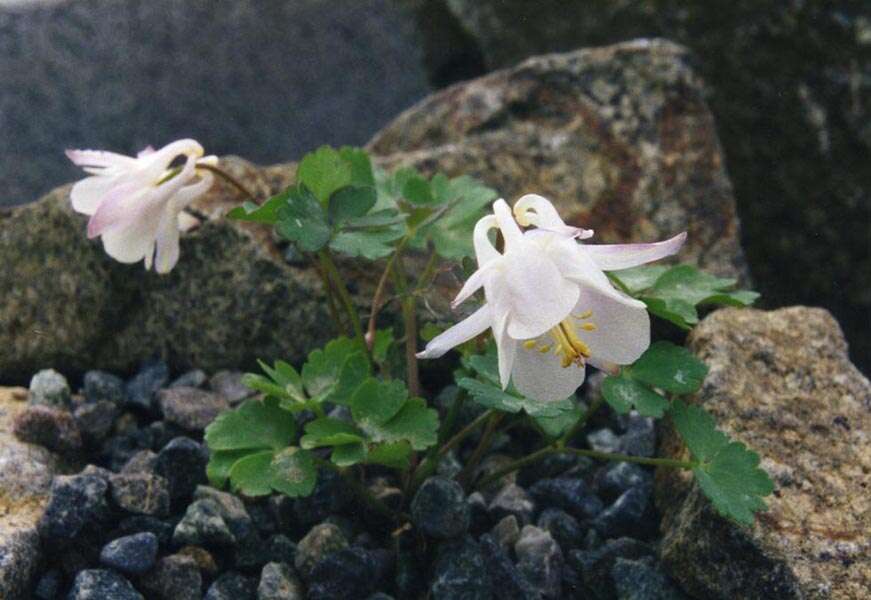 Aquilegia laramiensis Nelson resmi