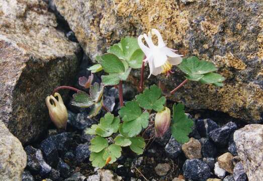 Aquilegia laramiensis Nelson resmi