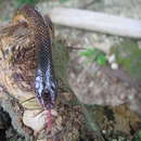 Image of Troschel's Pampas Snake