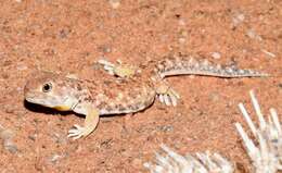 Image of Common Barking Gecko