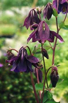 Слика од Aquilegia nigricans Baumg.