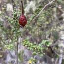 Image of Coprosma quadrifida (Labill.) B. L. Rob.