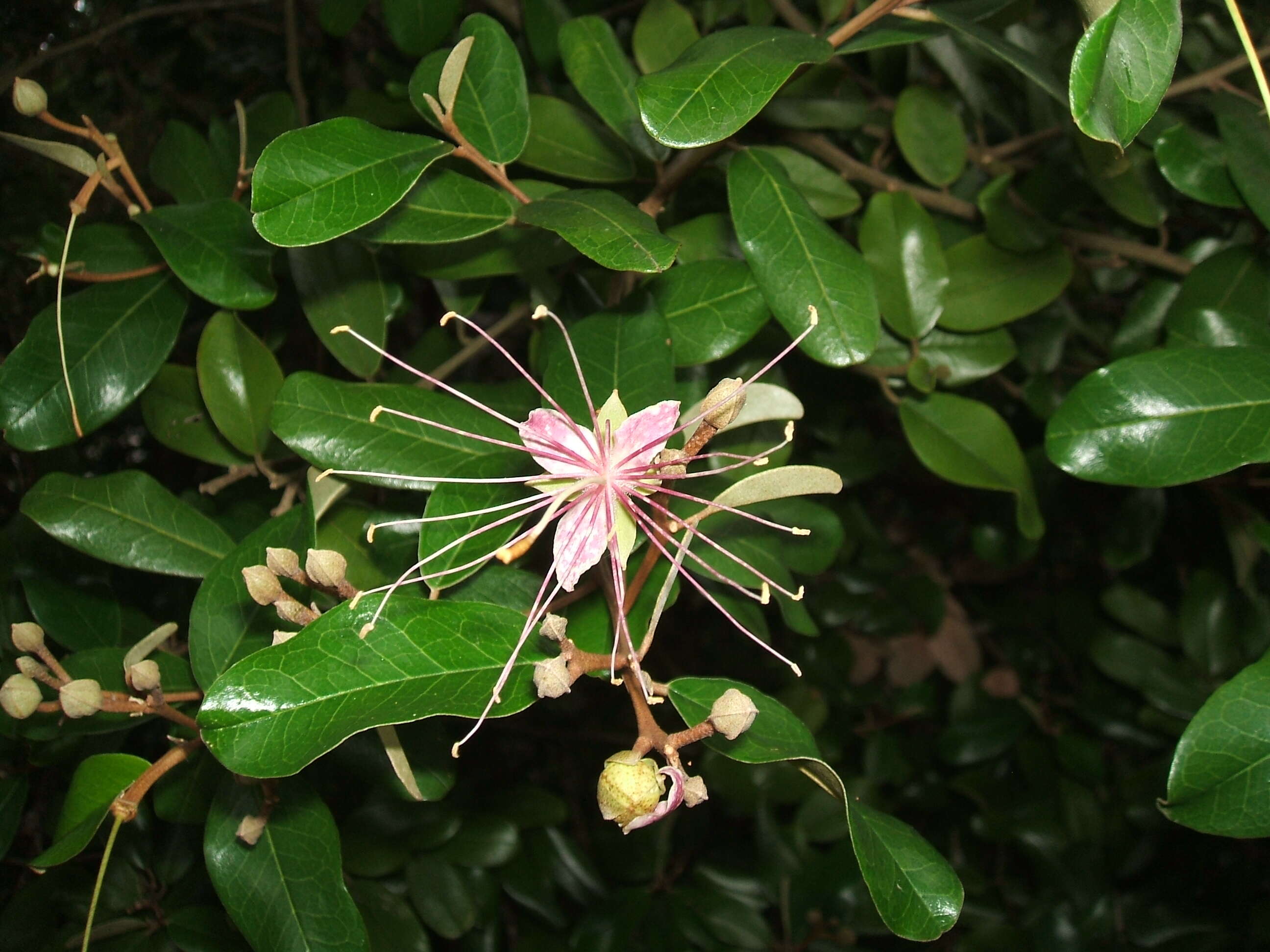 Image of Jamaican Capertree