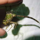 Image of Bar-sided Darner