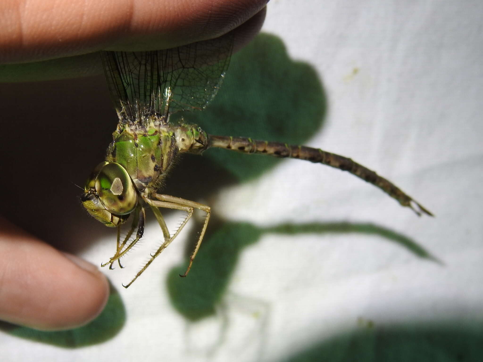 Image of Bar-sided Darner