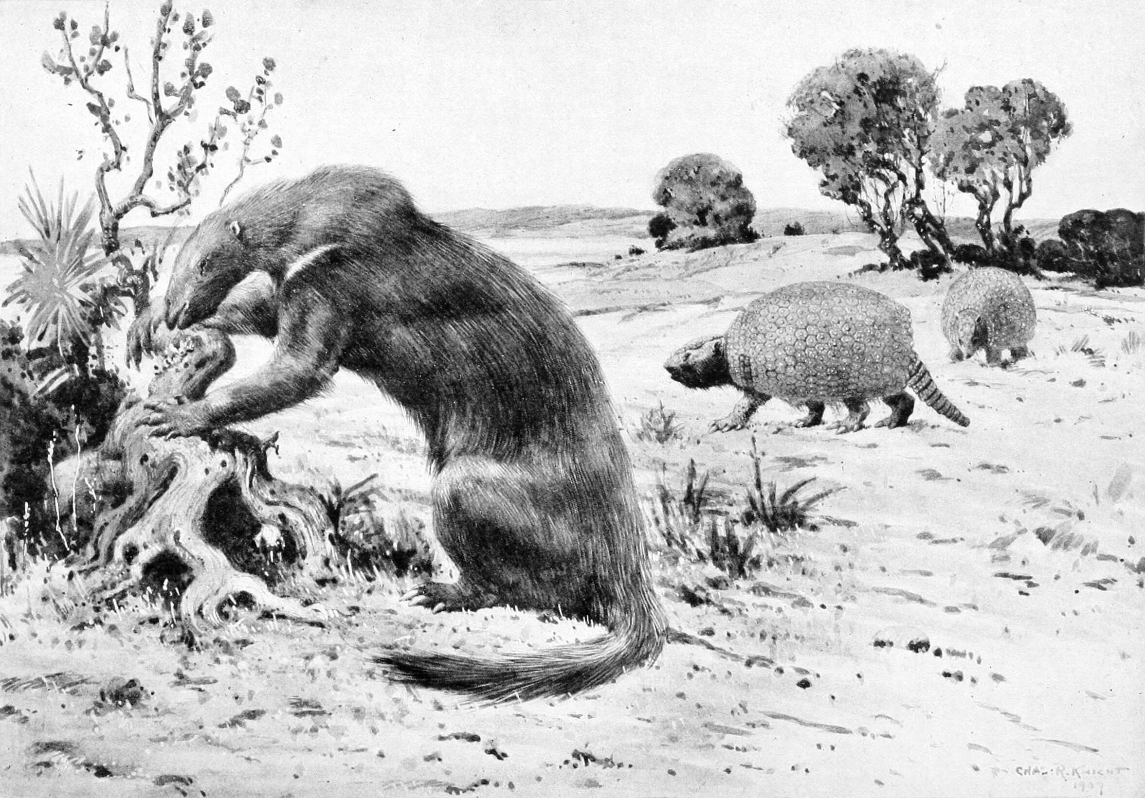 Image of Hapalops Ameghino 1887
