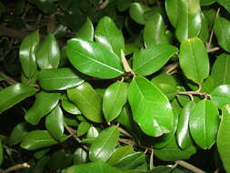 Image of Jamaican Capertree