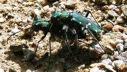 Sivun Cicindela (Cicindela) campestris suffriani Loew 1843 kuva