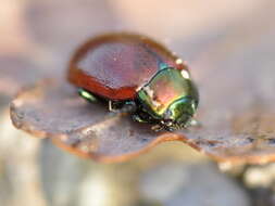 Image of Chrysolina polita