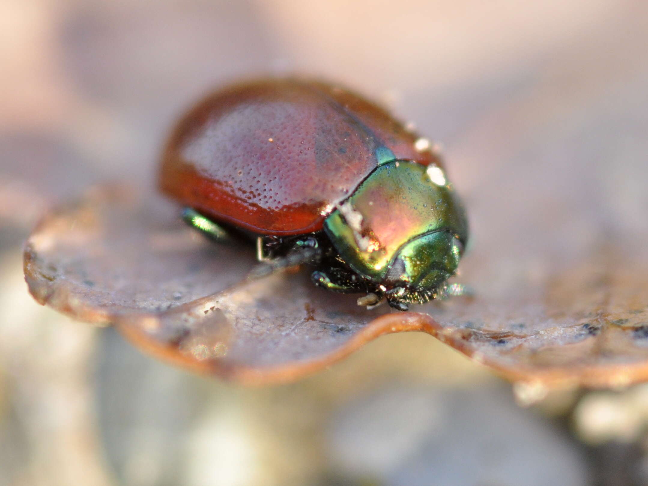 Image of Chrysolina polita