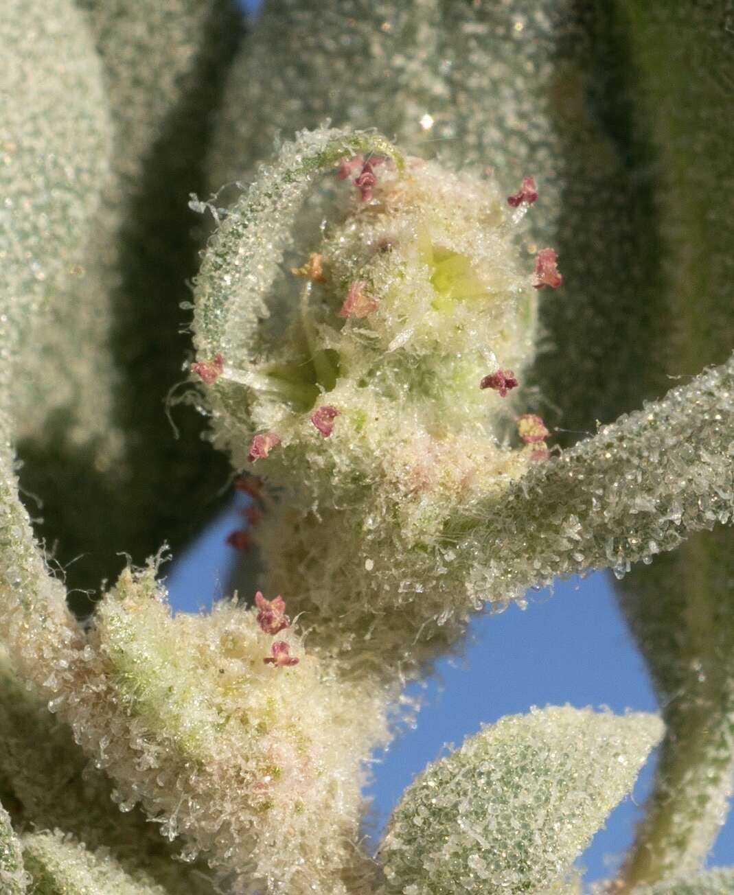 Plancia ëd Atriplex longitrichoma H. C. Stutz, G. L. Chu & S. C. Sanderson