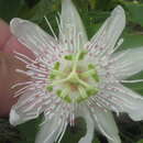 Passiflora villosa Vell. resmi