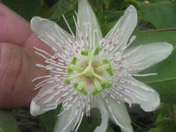 Image de Passiflora villosa Vell.