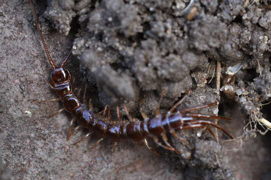 Image of Common centipede