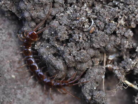 Image of Common centipede