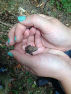 Image of Wood Frog