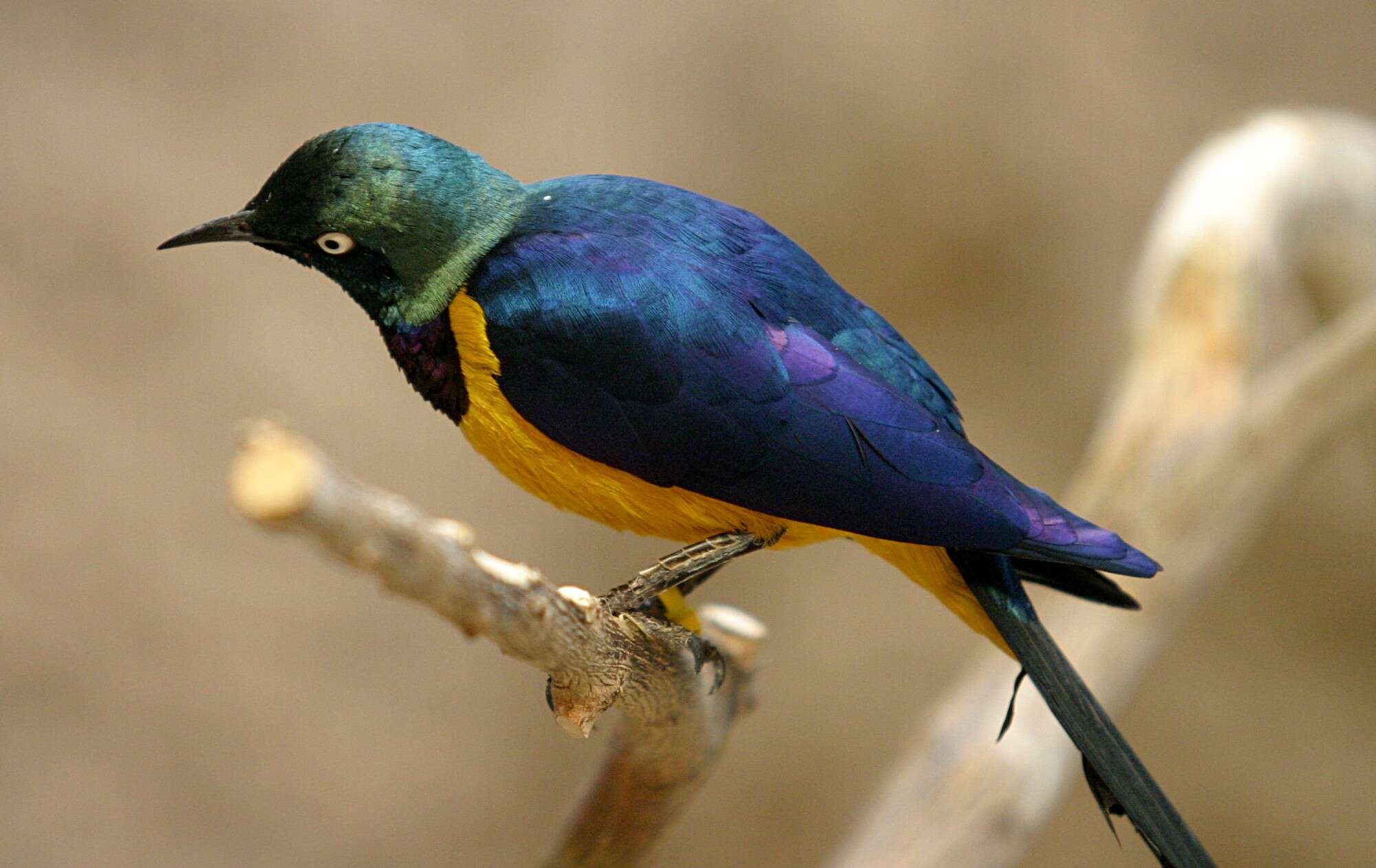 Image of Golden-breasted Starling