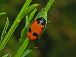 Image of Clytra laeviuscula