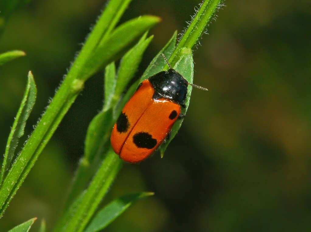 Image of Clytra laeviuscula