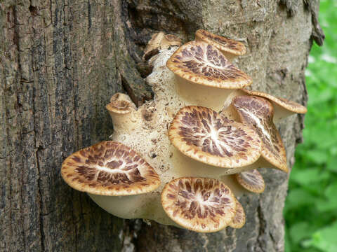 Image of dryad's saddle