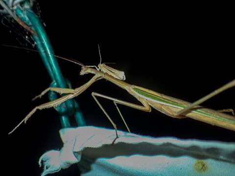 Image of Purple-winged mantis