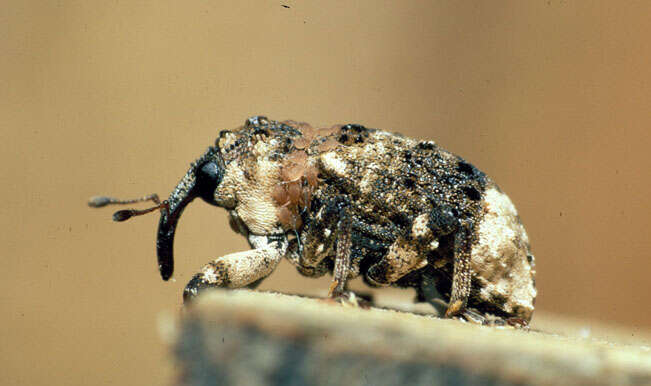 Image of Weevil