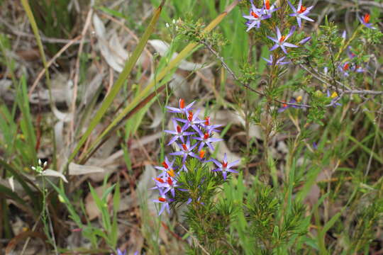 Image of blue tinsel lily